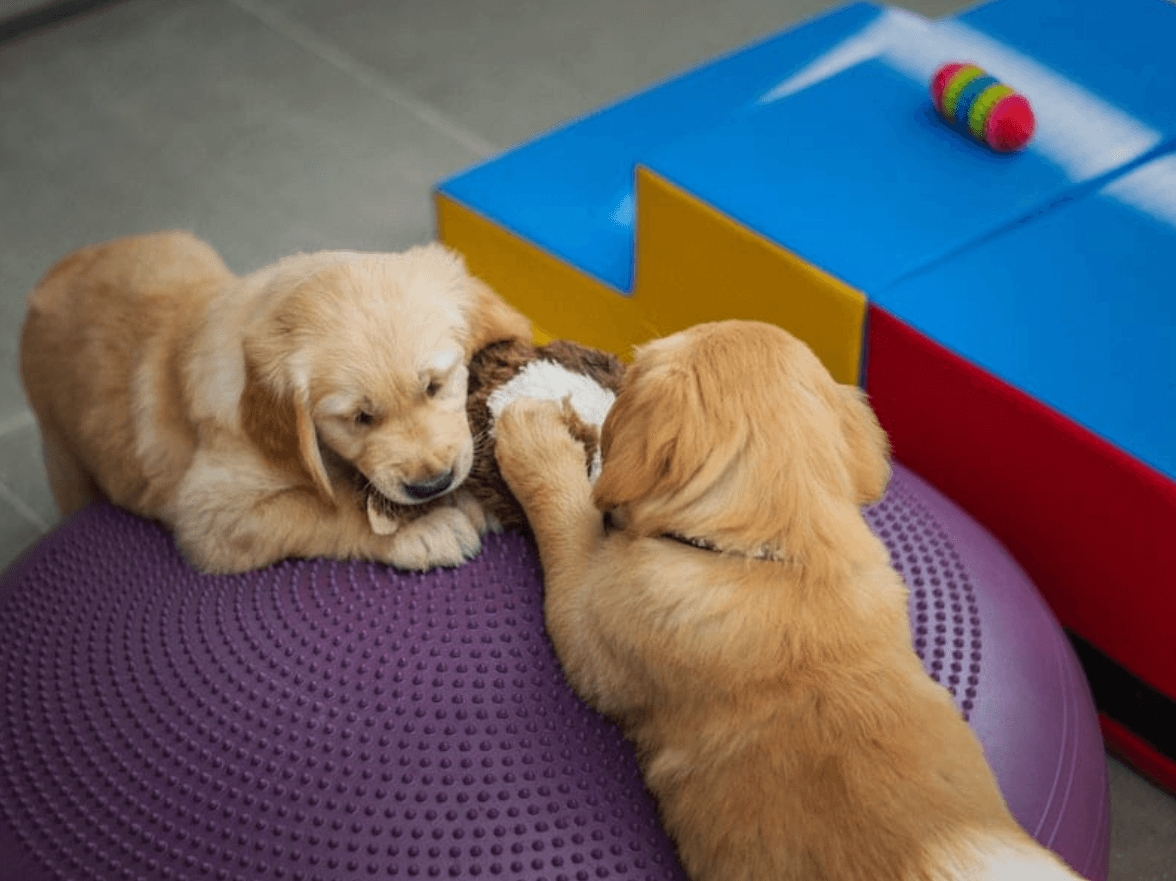 What Age Can You Give a Puppy Cbd