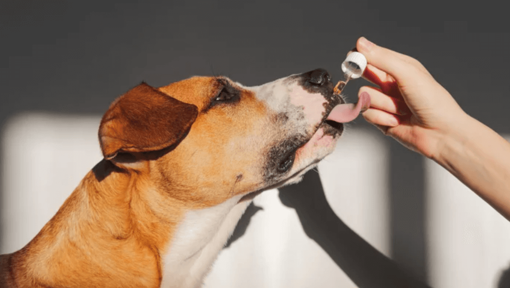 How Much Cbd for Dogs