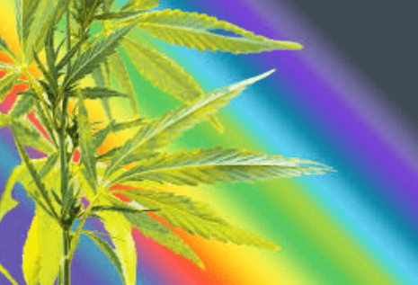 What Does Cbd Full Spectrum Mean